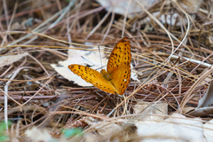 Pseudargynnis hegemone