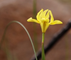Moraea anomala
