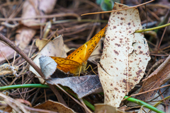 Pseudargynnis hegemone