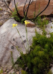 Moraea anomala