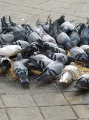 Columba livia domestica