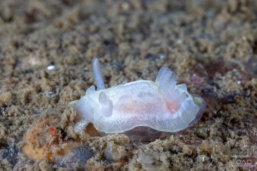 Angular Seaslug