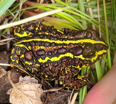 Eden Harbour Toad photo 2