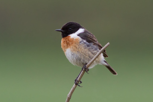 European Stonechat, photo 6 of 9