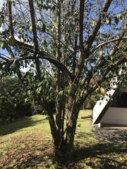 Prunus