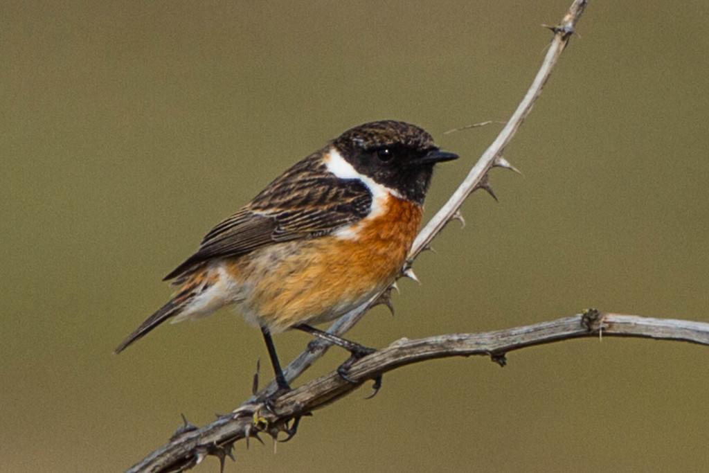 Foto de European Stonechat