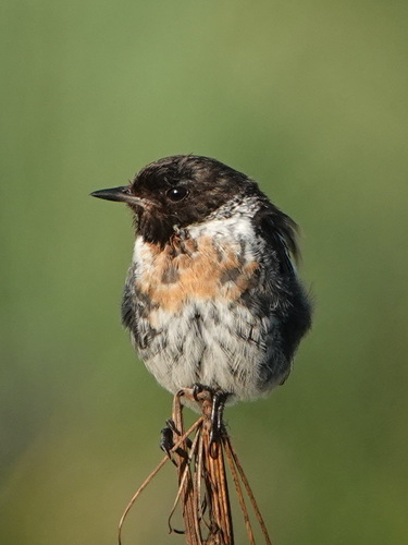 European Stonechat, photo 8 of 9