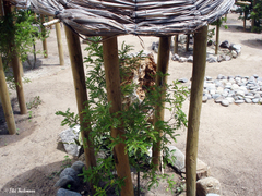 Sophora toromiro