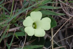 Thunbergia capensis
