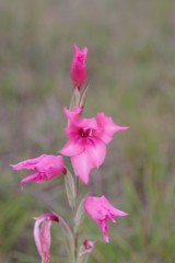 Gladiolus mortonius