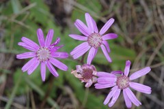 Senecio speciosus
