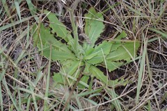 Senecio speciosus