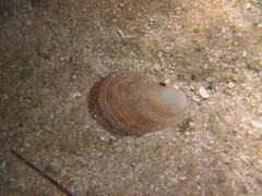 Ctenoides mitis