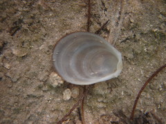 Ctenoides mitis