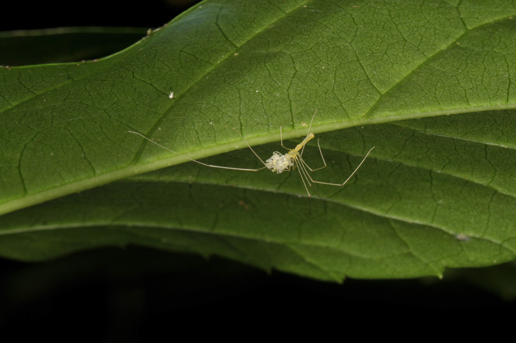 Micropholcus dalei