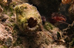 Polycarpa spongiabilis