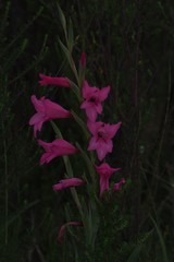 Gladiolus mortonius