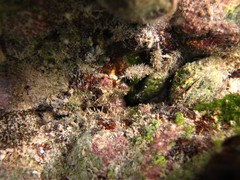 Mithraculus sculptus