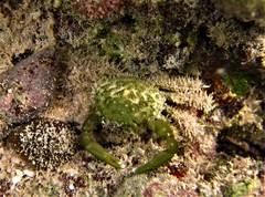 Mithraculus sculptus