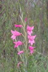 Gladiolus mortonius