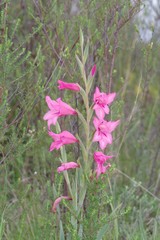 Gladiolus mortonius