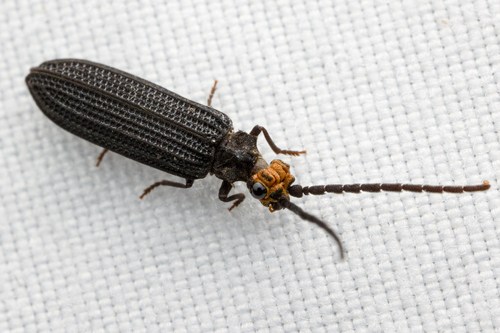 Prominent-headed Reticulated Beetle