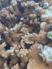 Montipora capitata