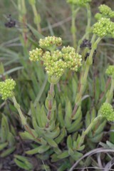 Crassula mesembryanthoides hispida