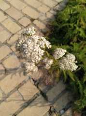 Achillea millefolium
