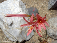 Zephyranthes advena