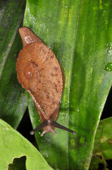 Parthena acutangula