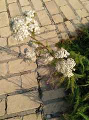 Achillea millefolium