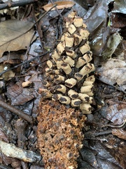 Ombrophytum peruvianum