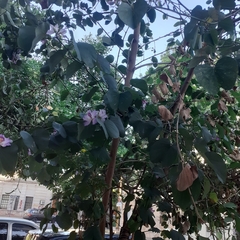 Bauhinia variegata