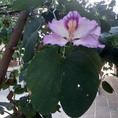 Bauhinia variegata