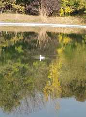 Chroicocephalus ridibundus