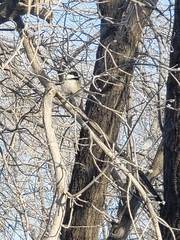 Poecile atricapillus