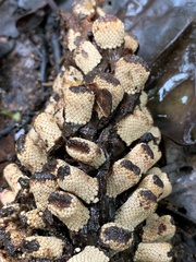 Ombrophytum peruvianum