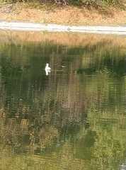 Chroicocephalus ridibundus