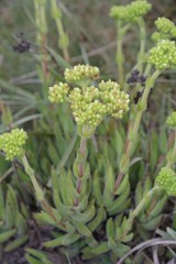 Crassula mesembryanthoides hispida