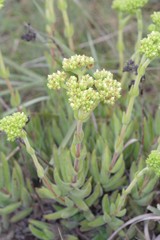 Crassula mesembryanthoides hispida