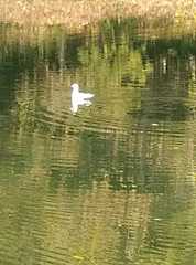 Chroicocephalus ridibundus