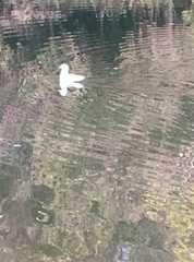 Chroicocephalus ridibundus