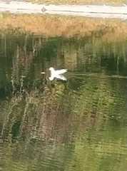 Chroicocephalus ridibundus