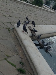 Columba livia domestica