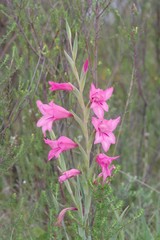 Gladiolus mortonius
