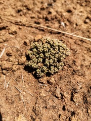 Crassula corallina