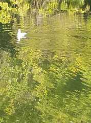 Chroicocephalus ridibundus