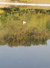 Chroicocephalus ridibundus