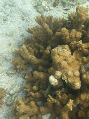 Montipora capitata
